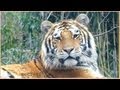 The Extreme of Animal Planet 2012 - Tigers, Gorillas, Bears, Snow Leopard / BRONX ZOO
