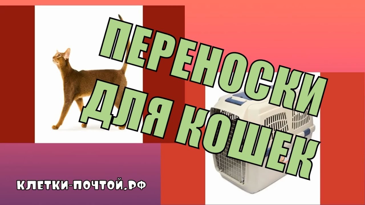 Переноски для кошек