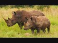 South Africa Safari (Part #2)