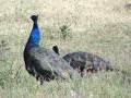 Peacocks and Hens, a Mockingbird, Some Sheep, and a Cat