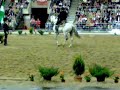 caballos Andaluces