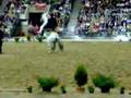 caballos Andaluces
