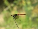 ??????Sympetrum risi risi Bartenef???Video 09