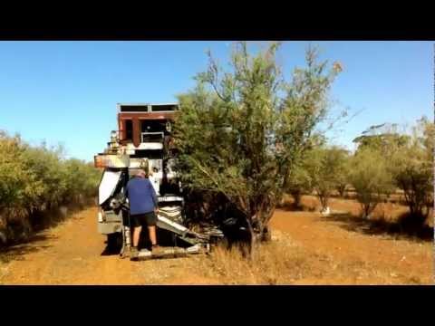 how to harvest wattle seeds