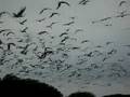 Blue-Footed-Boobies-