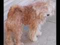 ABANDONED Whoodle King Terry *ADOPTED*