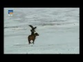 kartal ın kurt avı ..inanılmaz