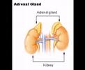 Thoth Tarot - Glands Thoth Tarot - Glands