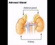 Thoth Tarot - Glands
