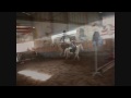 Flo : Ponys Forever