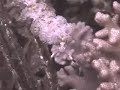 Frilled Nudibranch