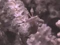 Frilled Nudibranch Frilled Nudibranch