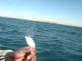 videos de 011-سمك