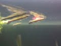 Ukośnik ozdobny (Nannostomus Eques) i Skalary