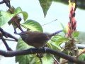 Rufous-breasted Wren