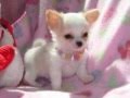 O minúsculo e maravilhoso Chihuahua. El pequenito perro Chihuahueño.