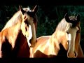Budweiser Clydesdale Horses