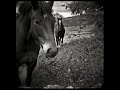 Original Harmony Ridge Creek Dippers - Run With The Ponies