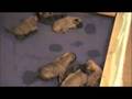 bullmastiff puppies 15days old part 3