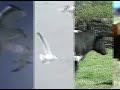 The Books - \"An Owl With Knees\" (official video)