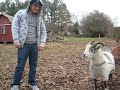 Ian Vs. Goat