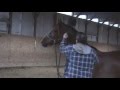 Trakehner