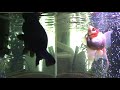 My Goldfish Searching for Food