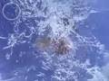 Amazing view of bird diving into water for fish - animals, bird, fish, kingfisher, nature