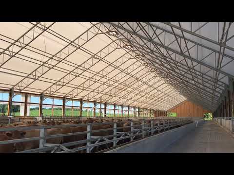 Haines 90' x 500' Fabric Building Feedlot Beef Barn