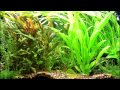 My Planted Tank (Update)