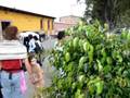 Antigua, Guatemala - tuk-tuks, gente, stormy weather