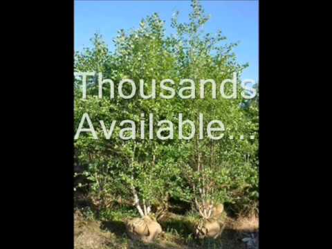 how to fertilize river birch trees