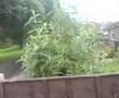 1)sam 2)chaz over the bush