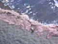 Suciedad y contaminaci n en la playa de la Pregona en Cand s