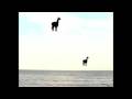 High Llamas