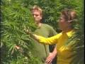 Marijuana in Mendocino