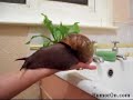 BIG ASS SNAIL BIG ASS SNAIL