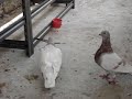 Rosado haciendo nido