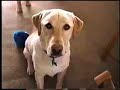 I Wanna Be Your Dog