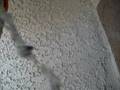 Bees in Gilbert Arizona going in an attic