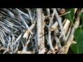 Land art documentary - Australian land art