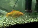 frest fish fR arowana