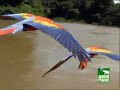 hyacinth-macaw-escapes-trapper-a-clip-from-winged-migration.html