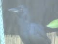 Panting Crow by Birdbath