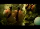 Beautiful Coca Cola Commercial (full version)
