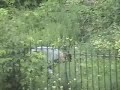I caught this guy taking a dump in the church's yard in front of my house. Thanks.