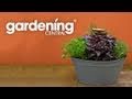 How to plant a Herb and Vegetable Garden - planting and growing herbs & vegies easy