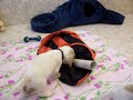 Shenna´s B-Litter, 6 Weeks old Shenna´s B-Litter, 6 Weeks old