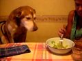 TATO vegetariano.AVI