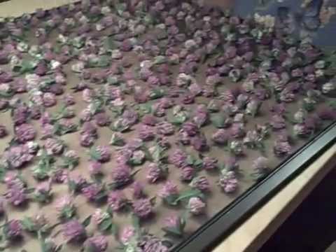 how to harvest clover